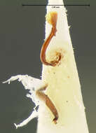 Image of Xenomycetinae