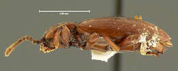 Image of Xenomycetinae