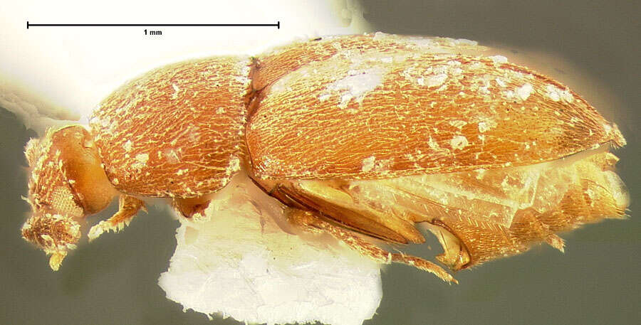 Image of Colon (Myloechus) celatum Horn 1880