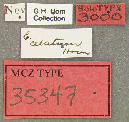 Image of Colon (Myloechus) celatum Horn 1880