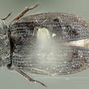 Image of Helophorus (Kyphohelophorus) tuberculatus (Gyllenhal 1808)