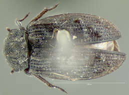 Image of Helophorus (Kyphohelophorus) tuberculatus (Gyllenhal 1808)