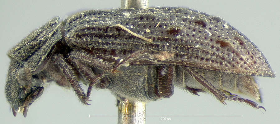 Image of Helophorus (Kyphohelophorus) tuberculatus (Gyllenhal 1808)