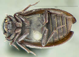 Image of Helophorus (Kyphohelophorus) tuberculatus (Gyllenhal 1808)