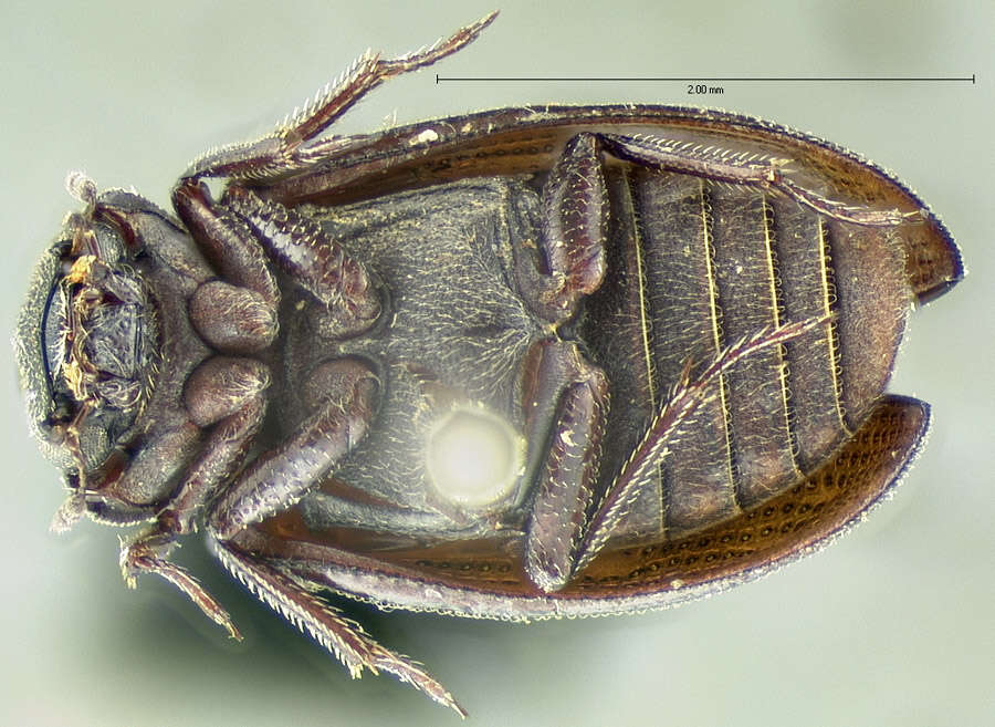 Image of Helophorus (Kyphohelophorus) tuberculatus (Gyllenhal 1808)