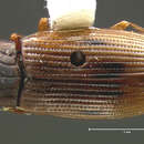 Слика од Helophorus (Rhopalohelophorus) oblongus Le Conte & J. L. 1850