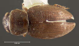 Image of Ochthebius (Ochthebius) attritus Le Conte & J. L. 1878