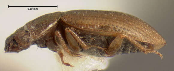 Image of Ochthebius (Ochthebius) attritus Le Conte & J. L. 1878