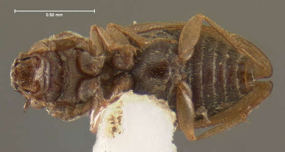 Image of Ochthebius (Ochthebius) attritus Le Conte & J. L. 1878