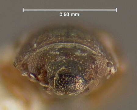 Image of Ochthebius (Ochthebius) attritus Le Conte & J. L. 1878