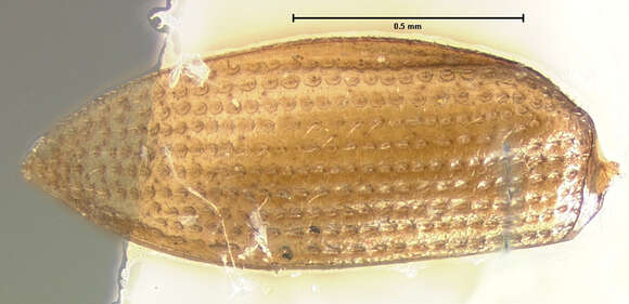 Image of Ochthebius (Ochthebius) interruptus Le Conte & J. L. 1852