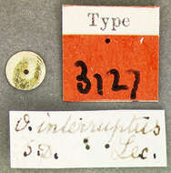 Image de Ochthebius (Ochthebius) interruptus Le Conte & J. L. 1852