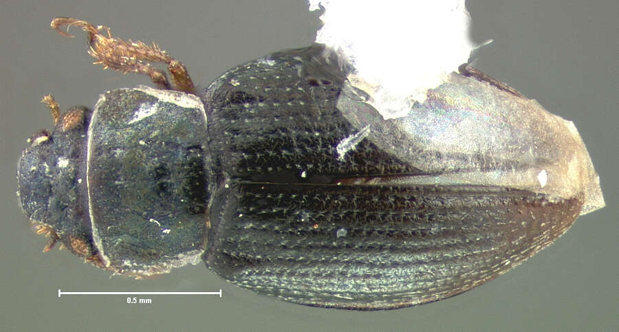 صورة Ochthebius (Ochthebius) sculptus Le Conte & J. L. 1878