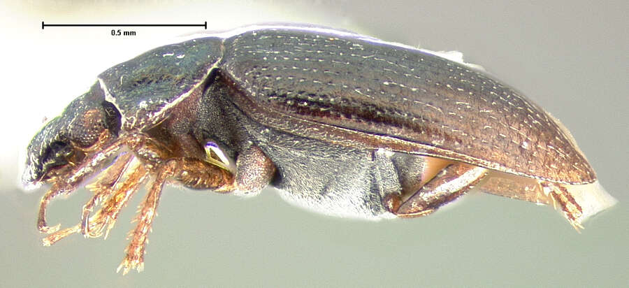 صورة Ochthebius (Ochthebius) sculptus Le Conte & J. L. 1878