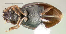 صورة Ochthebius (Ochthebius) sculptus Le Conte & J. L. 1878