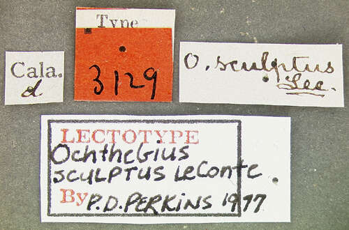 صورة Ochthebius (Ochthebius) sculptus Le Conte & J. L. 1878