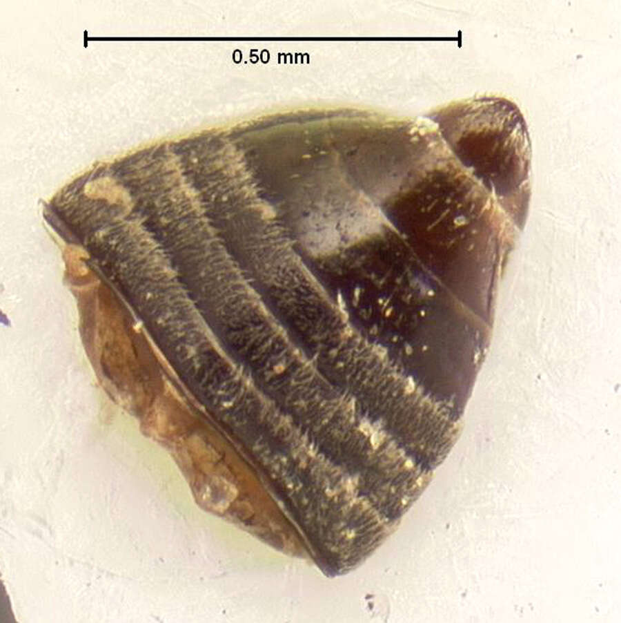 Image of Ochthebius (Gymnochthebius) fossatus Le Conte & J. L. 1855