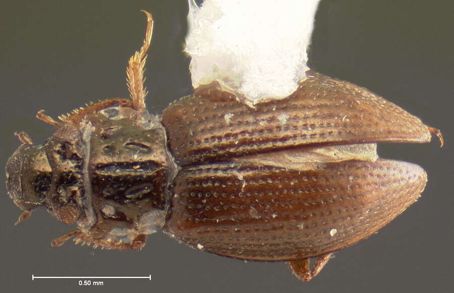 Image of Ochthebius (Gymnochthebius) fossatus Le Conte & J. L. 1855