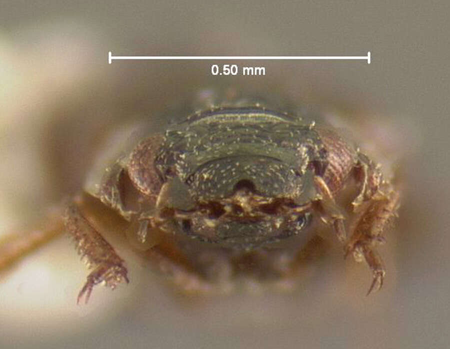 Image of Ochthebius (Gymnochthebius) fossatus Le Conte & J. L. 1855