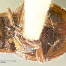 Image of Cephaloscymnus occidentalis Horn 1895