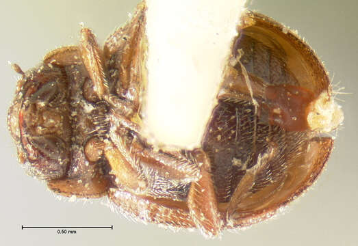 Image of Cephaloscymnus