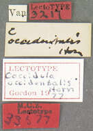 Image of Coccidula lepida Le Conte 1852