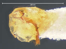 Image of Colon (Myloechus) celatum Horn 1880