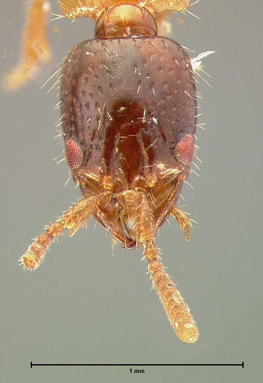 Image of Neohypnus fusciceps (Le Conte & J. L. 1880)