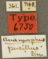 Image of Anamorphus pusillus Le Conte 1878