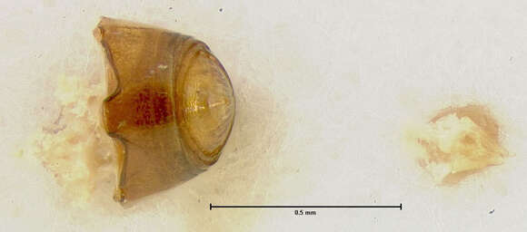 Image of Scaphisoma pusillum Le Conte & J. L. 1860