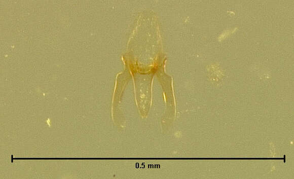 Image of Scaphisoma pusillum Le Conte & J. L. 1860