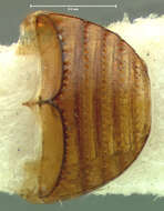 Image of Anogdus obsoletus (Melsheimer & F. E. 1844)