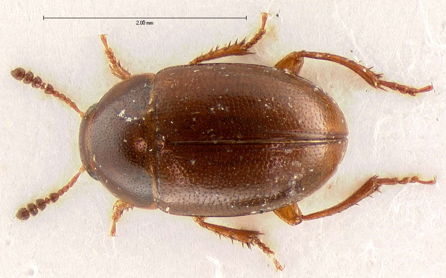 Image of Leiodes paludicola (Crotch 1874)