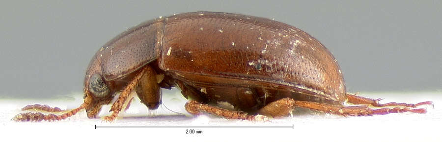 Image of Leiodes paludicola (Crotch 1874)