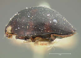 Image de Suphis