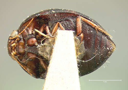 Image de Suphis