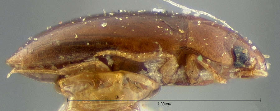 Image of Notomicrus nanulus (Le Conte 1863)