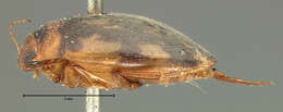 Image of <i>Hydroporus consimilis</i> Le Conte 1850