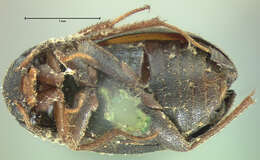 Image of <i>Choleva cadaverinus</i> Mannerheim 1843