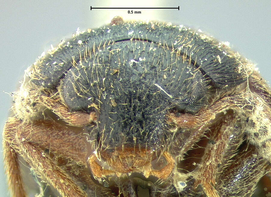 Imagem de <i>Choleva cadaverinus</i> Mannerheim 1843