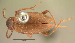 Image of Catoptrichus