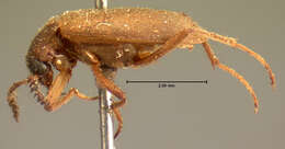 Image of Catoptrichus