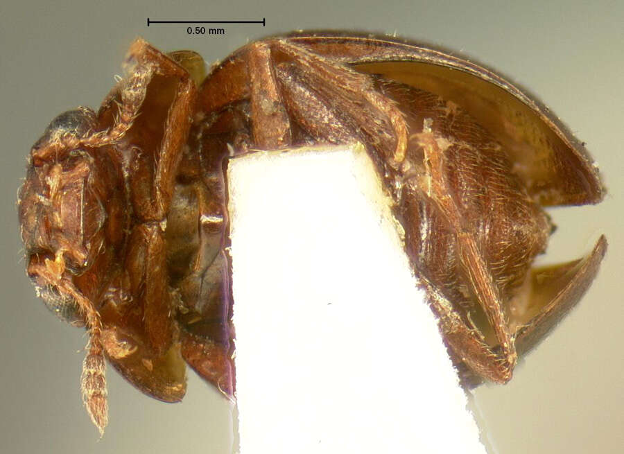 Image of Agathidium (Concinnum) concinnum Mannerheim 1852