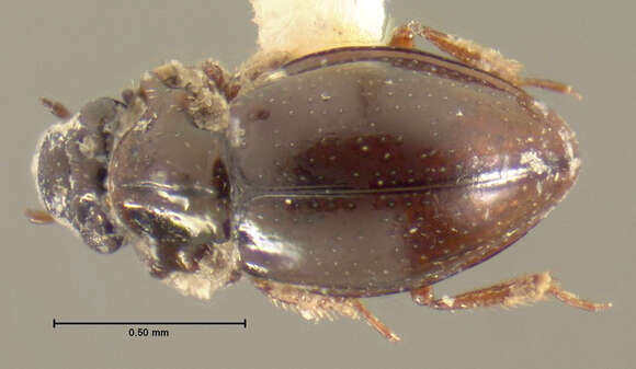 Imagem de Ochthebius (Gymnochthebius) laevipennis Le Conte & J. L. 1878