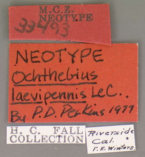 Image de Ochthebius (Gymnochthebius) laevipennis Le Conte & J. L. 1878