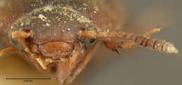 Image of Ptomaphagus (Adelops) nevadicus Horn 1880