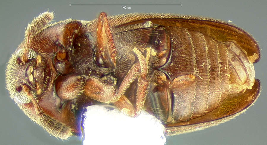 Image of Colon (Colon) bidentatum (Sahlberg & C. R. 1822)