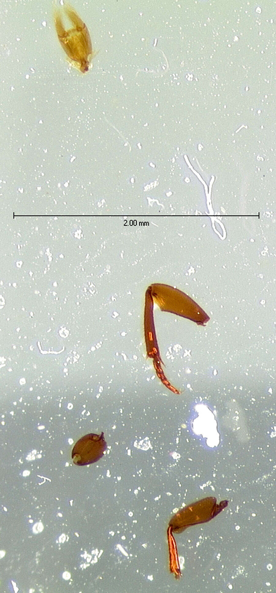 Image of Colon (Colon) bidentatum (Sahlberg & C. R. 1822)