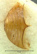 Image of Zeadolopus egenus (Le Conte & J. L. 1853)