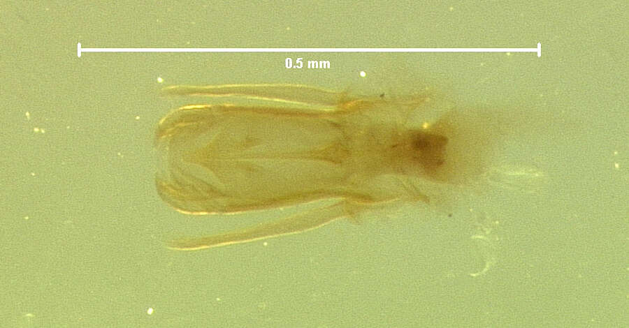 Image of Zeadolopus egenus (Le Conte & J. L. 1853)